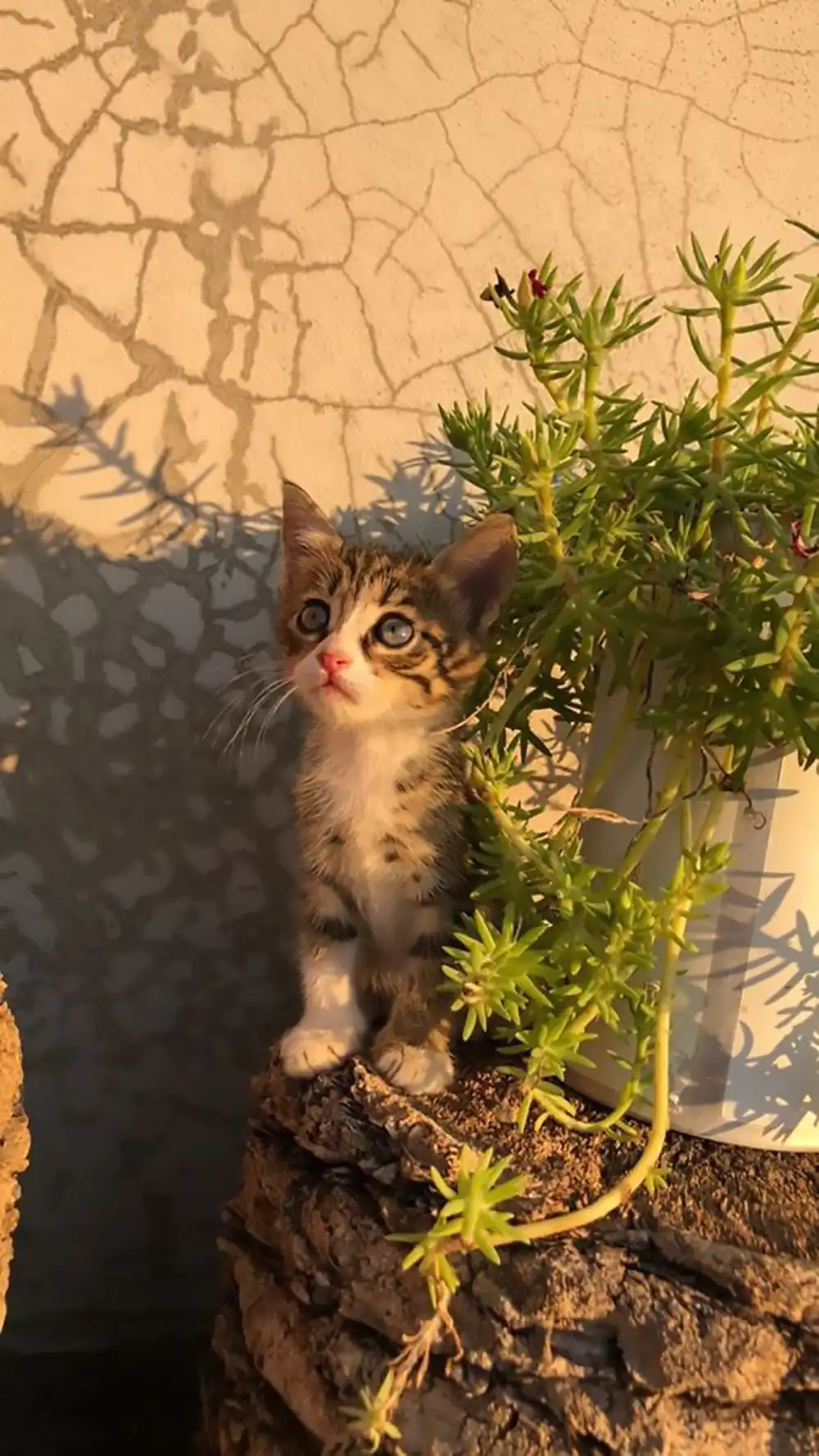 عکس گربه برای پروفایل خفن