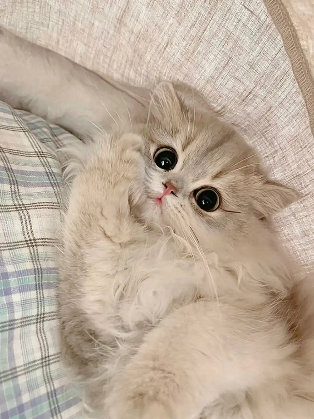 عکس گربه کیوت