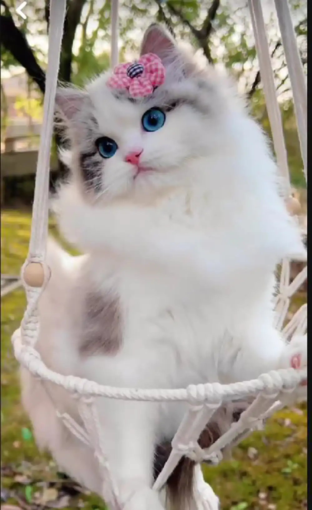 عکس گربه کیوت