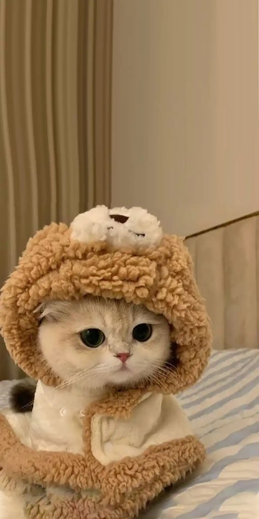 عکس گربه کیوت کوچولو